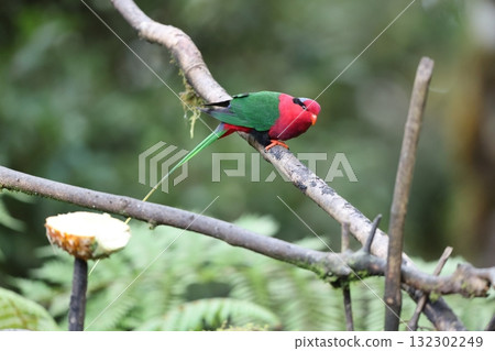 Onaga Papua Inko 132302249