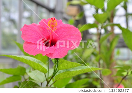 室內芙蓉花－在精心維護的空間中綻放鮮豔的熱帶花卉 132302277