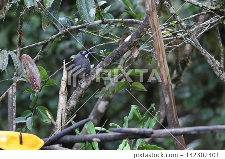 Ao Gao Yama Mitsuzui Ao Gao Yama Mitsuzui 132302301