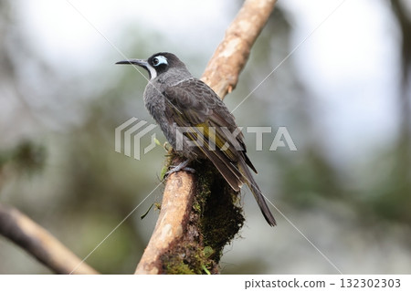 Ao Gao Yama Mitsuzui Ao Gao Yama Mitsuzui 132302303