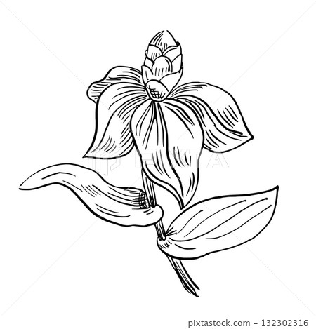 Tropical flower. Vector illustration in a realistic style of tropical plants for interior design, printing on fabric, wallpaper, and textiles. 132302316
