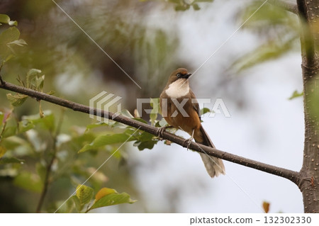 White-throated Laughingthrush 132302330