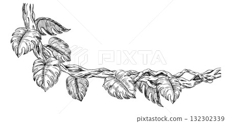 A long, curved vine entwined with monstera leaves. Vector illustration in a realistic tropical style for interior design, printing on fabric, wallpaper, and textiles. 132302339