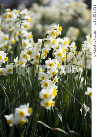 The flowers of Japanese daffodils are in bloom. The flowers of Japanese daffodils are in bloom. 132302351