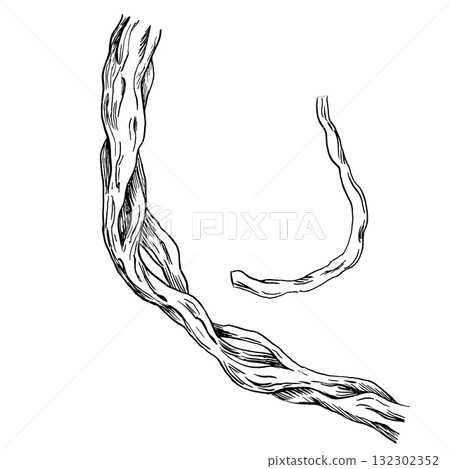 A curved liana branch. Vector illustration in a realistic tropical tree style for interior design, printing on fabric, wallpaper, and textiles. A curved liana branch. Vector illustration in a realistic tropical tree style for interior design, printing on fabric, wallpaper, and textiles. 132302352