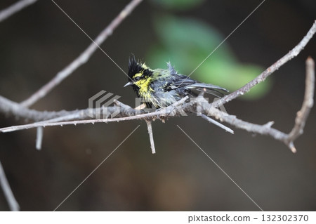 Yellow-crowned tit Yellow-crowned tit 132302370