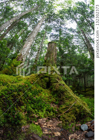 長野縣、八千穗高原、白米池、苔蘚及原始森林 132302373