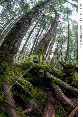 Nagano Prefecture, Yachiho Plateau, Shirakome Pond, Moss and virgin forest 132302376