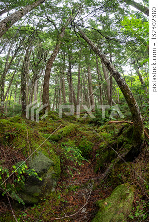 Nagano Prefecture, Yachiho Plateau, Shirakome Pond, Moss and virgin forest Nagano Prefecture, Yachiho Plateau, Shirakome Pond, Moss and virgin forest 132302380