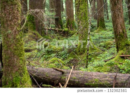Nagano Prefecture, Yachiho Plateau, Shirakome Pond, Moss and virgin forest 132302381