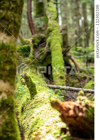 Nagano Prefecture, Yachiho Plateau, Shirakome Pond, Moss and virgin forest 132302386