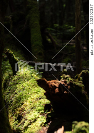 Nagano Prefecture, Yachiho Plateau, Shirakome Pond, Moss and virgin forest Nagano Prefecture, Yachiho Plateau, Shirakome Pond, Moss and virgin forest 132302387