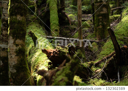 長野縣、八千穗高原、白米池、苔蘚及原始森林 132302389