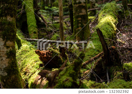 Nagano Prefecture, Yachiho Plateau, Shirakome Pond, Moss and virgin forest Nagano Prefecture, Yachiho Plateau, Shirakome Pond, Moss and virgin forest 132302392