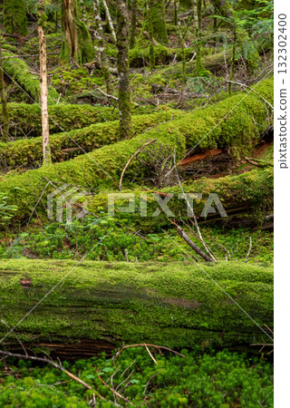 Nagano Prefecture, Yachiho Plateau, Shirakome Pond, Moss and virgin forest Nagano Prefecture, Yachiho Plateau, Shirakome Pond, Moss and virgin forest 132302400