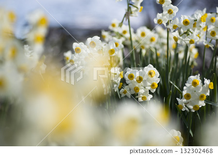 The flowers of Japanese daffodils are in bloom. The flowers of Japanese daffodils are in bloom. 132302468