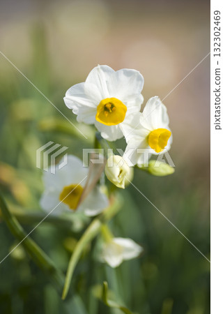 The flowers of Japanese daffodils are in bloom. 132302469
