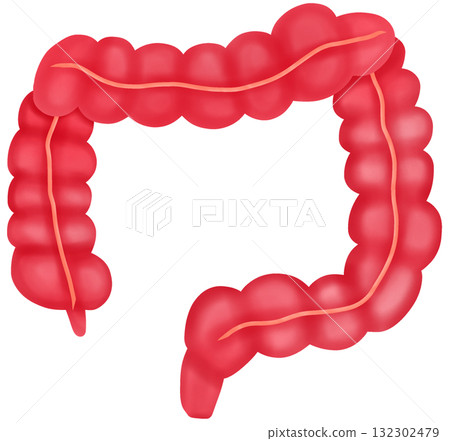 Normal Large Intestine, Hand-drawn Watercolor Illustration Normal Large Intestine, Hand-drawn Watercolor Illustration 132302479