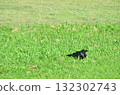 一隻烏鴉穿過綠草——一隻野鳥悄悄開始移動的瞬間 132302743