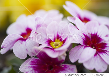 Primula blooming in a flowerbed in early spring Primula blooming in a flowerbed in early spring 132302859