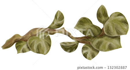 Monstera / Safari Plants and Trees / Wildlife - Watercolor Digital Illustration Monstera / Safari Plants and Trees / Wildlife - Watercolor Digital Illustration 132302887