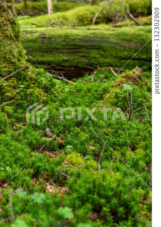 Nagano Prefecture, Yachiho Plateau, Shirakome Pond, Moss and virgin forest Nagano Prefecture, Yachiho Plateau, Shirakome Pond, Moss and virgin forest 132302909