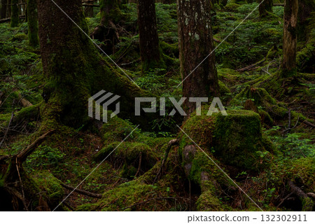 Nagano Prefecture, Yachiho Plateau, Shirakome Pond, Moss and virgin forest 132302911