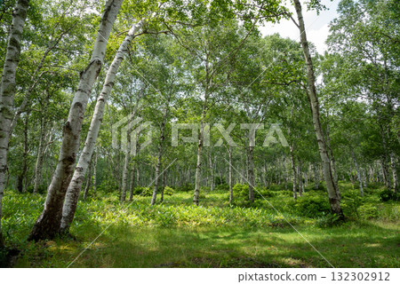 Nagano Prefecture, Yachiho Plateau, Shirakome Pond, Moss and virgin forest 132302912