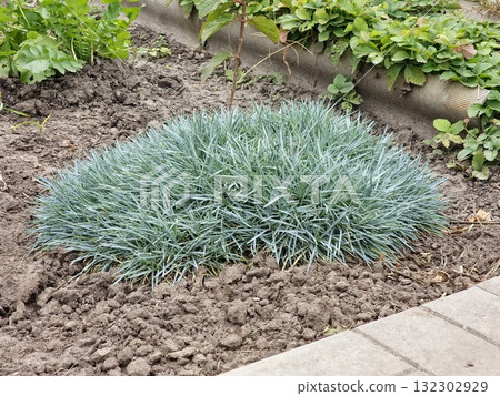 Green shoots of Dianthus plumarius in the garden in a late autumn 132302929