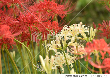 White red spider lilies blooming against a background of red flowers White red spider lilies blooming against a background of red flowers 132303135