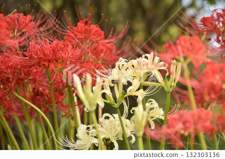 在紅色花朵的背景下盛開的白色紅蜘蛛百合 132303136