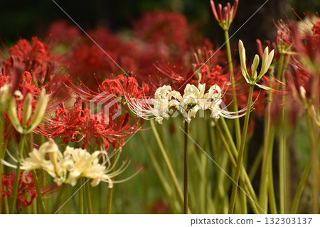 在紅色花朵的背景下盛開的白色紅蜘蛛百合 132303137