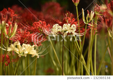 White red spider lilies blooming against a background of red flowers 132303138
