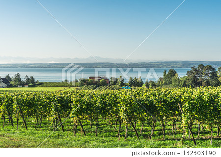 Vineyard overlooking Lake Constance near Hagnau am Bodensee, Baden-Wuerttemberg, Germany Vineyard overlooking Lake Constance near Hagnau am Bodensee, Baden-Wuerttemberg, Germany 132303190
