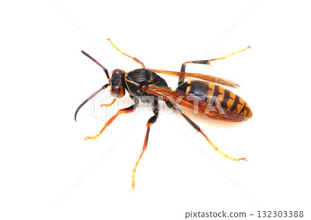 雄性紙蜂 132303388