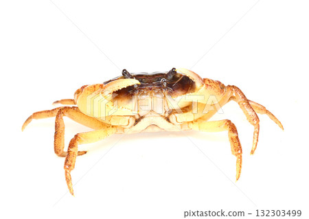 一隻危險的雄性淡水蟹 132303499