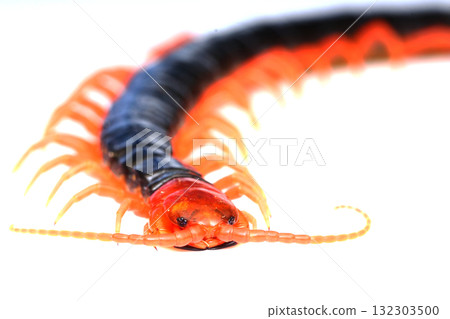 A front view of the Tobizumukade A front view of the Tobizumukade 132303500