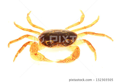 Male freshwater crab seen from the front (underwater) 132303505