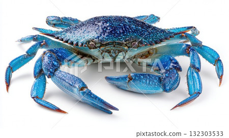 Vibrant blue crab with textured shell and claws isolated on white background, fresh seafood ingredient for coastal cuisine and gourmet cooking 132303533