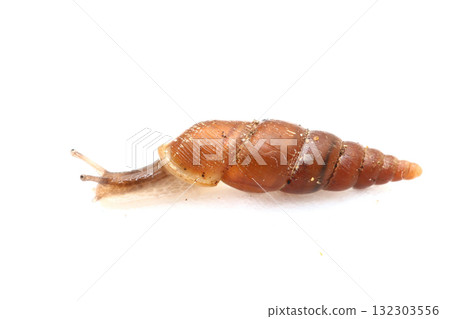 奈米科塞爾 132303556