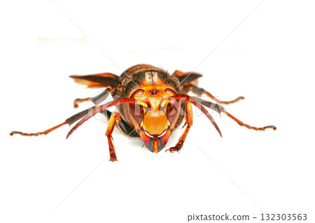 從正面看雄性小黃蜂 132303563