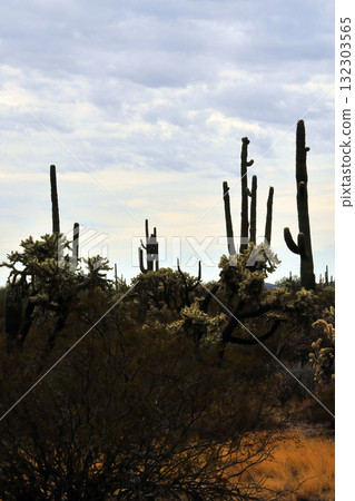 Clouds Over Central Sonora Desert Arizona 132303565