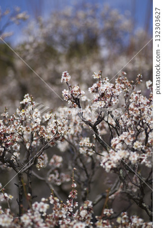 White plum blossoms are in bloom in the plum garden. White plum blossoms are in bloom in the plum garden. 132303627