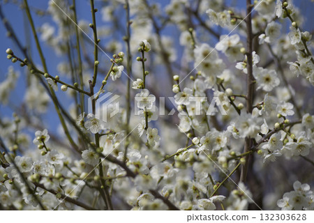 White plum blossoms are in bloom in the plum garden. White plum blossoms are in bloom in the plum garden. 132303628
