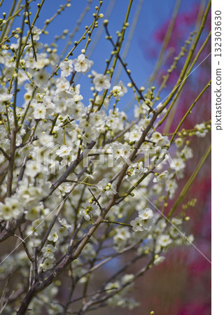 White plum blossoms are in bloom in the plum garden. 132303630