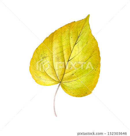 Watercolor painting of an autumn linden leaf on a white background. Good for postcards, books, invitations, greeting cards, wallpaper and textiles. Watercolor painting of an autumn linden leaf on a white background. Good for postcards, books, invitations, greeting cards, wallpaper and textiles. 132303646