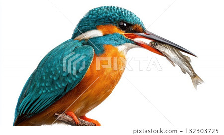 Common kingfisher bird catching small fish in beak, stunning wildlife moment with vivid turquoise and orange plumage on white background 132303725