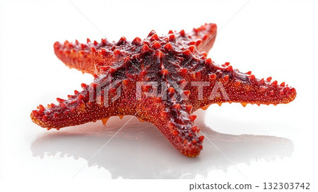 Red horned sea cucumber with textured spiky surface isolated on white background showing marine wildlife detail and natural coloration Red horned sea cucumber with textured spiky surface isolated on white background showing marine wildlife detail and natural coloration 132303742