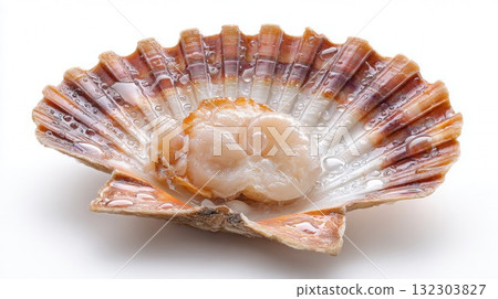 Fresh scallop meat in orange shell with water droplets on white background, raw seafood delicacy for gourmet cooking 132303827