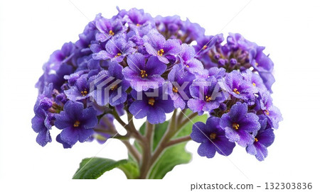 Purple African violet flowers in full bloom with yellow centers and fuzzy petals against white background, houseplant beauty closeup 132303836